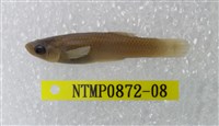 藏品(大肚魚)的圖片